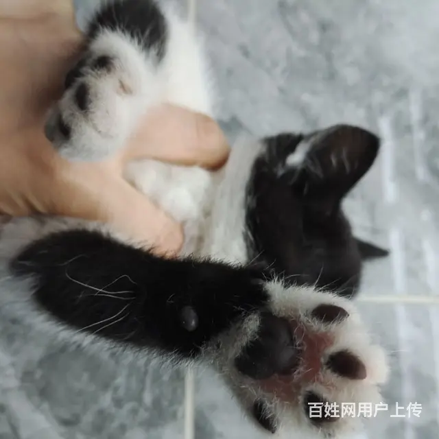 猫咪领养｜聪明小猫寻主人 - 图片 2
