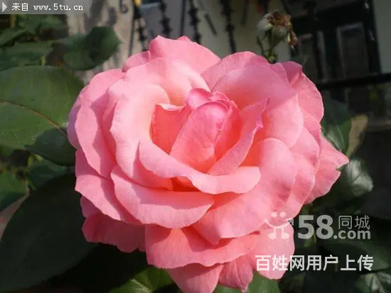 树木卖鹿粪鸡粪 猪粪 黑土 花土 假条茄子秧 - 图片 5