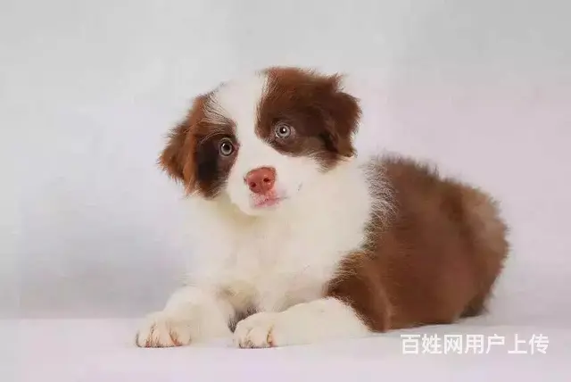 宿迁边牧犬舍地址 边牧基地电话联系方式 - 图片 5