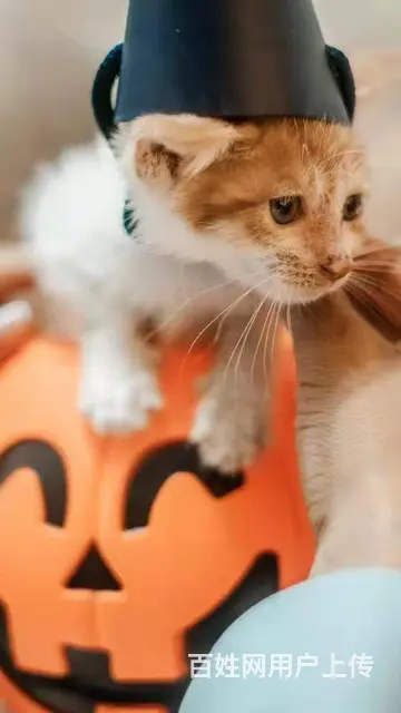 【搞定了！】免费领养黏人小橘猫三个月驱虫洗澡送一针妙三多 - 图片 2