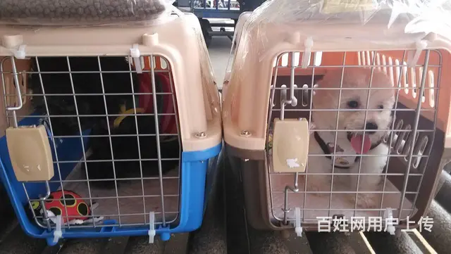 常州值得选择的宠物猫托运价格预估多少？ - 图片 2
