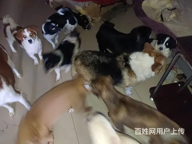 有多种狗便宜出卖！！！！ - 图片 7