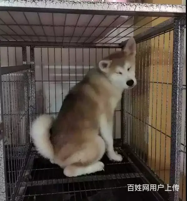 琼海【*推荐】秋田犬舍‖秋田养殖场 - 图片 3