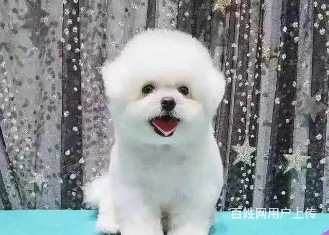 直销比熊犬 纯种法系卷毛比熊 疫苗齐全 - 图片 4