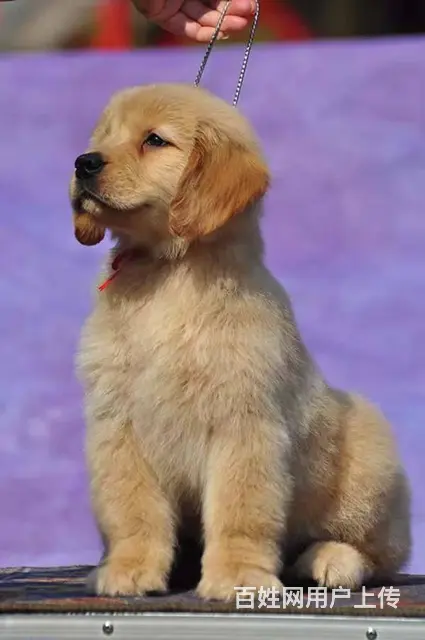 大头宽嘴金毛幼犬 黄金猎犬 纯种金毛犬出售 - 图片 8