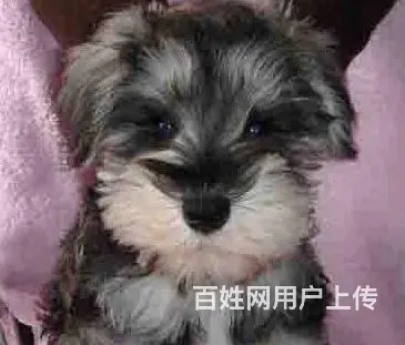 六安养雪纳瑞的地方，卖雪纳瑞的地方 - 图片 12