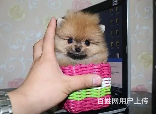 北京出售纯种博美幼犬 博美价格 - 图片 2