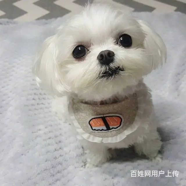 广州马尔济斯犬一只多少钱 实体犬舍 自家繁殖保健康 - 图片 9