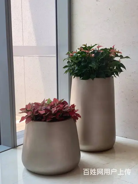 中山租花公司,中山绿植租摆公司 - 图片 6