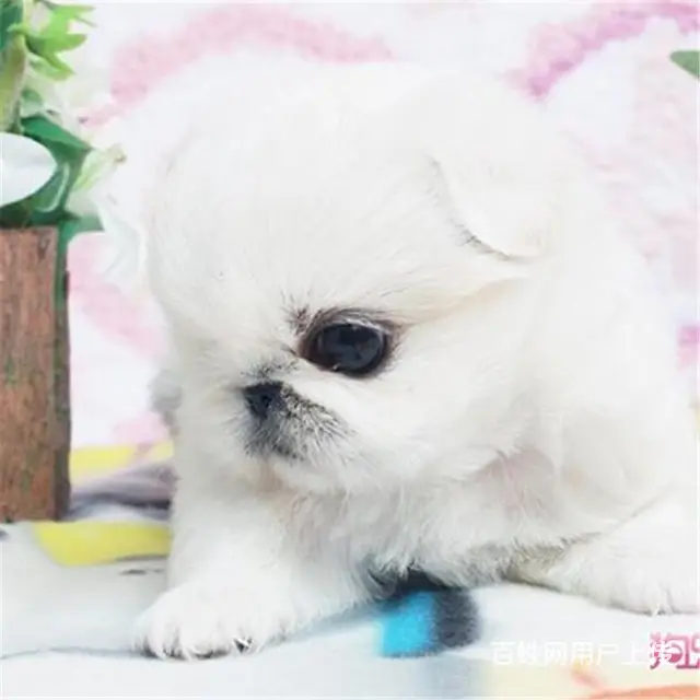 淮南【十年老店】常年繁殖优质血统京巴幼犬 - 图片 2