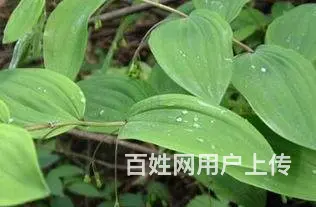 湖北百草堂黄精种植技术指导，品质种苗提高种植成活率 - 图片 1