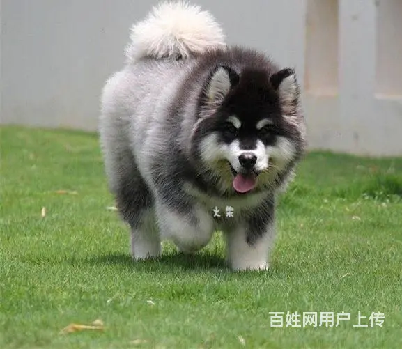 纯种阿拉斯加雪橇犬 巨型阿拉 品相好 骨量毛量 - 图片 8
