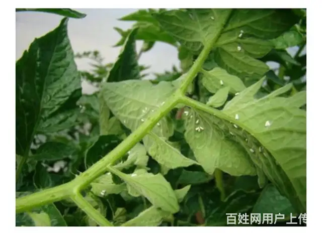 白粉虱防治方案抗性白粉虱解决方案杀虫杀卵 - 图片 9
