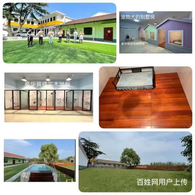 常熟训犬基地宠物寄养 - 图片 5