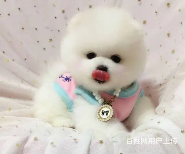 球体博美犬 出售哈多利版博美犬 可签售后协议 - 图片 4