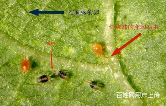 5%阿维菌素微乳剂果树蔬菜水稻青虫螨虫红蜘蛛 - 图片 6