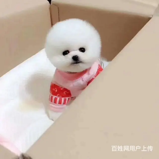 纯种博美幼犬 纯种哈多利博美 纯种球体博美 保健康 - 图片 11