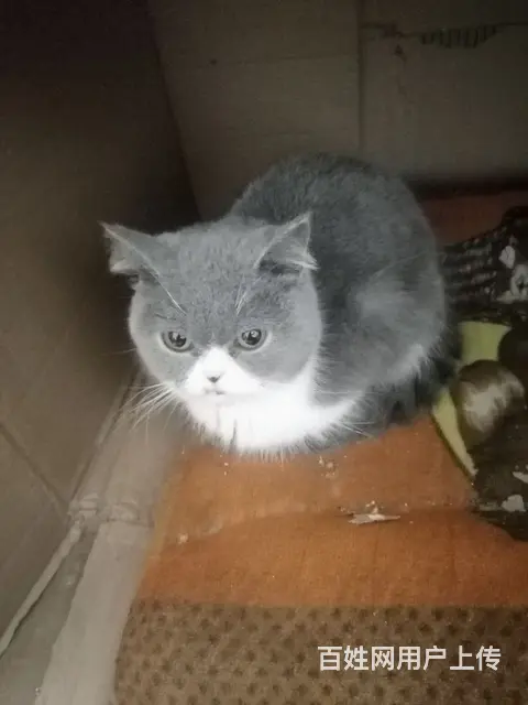 蓝猫，黑白的都有，种公潜质，种母青年期，喜欢繁殖的 - 图片 3