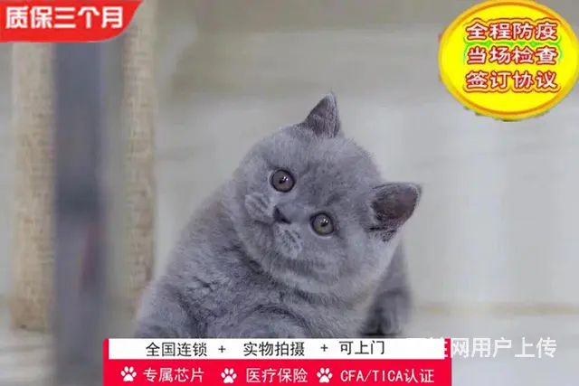 哪里有英短蓝猫卖的 无病无廯 双血统蓝猫多少钱 - 图片 2