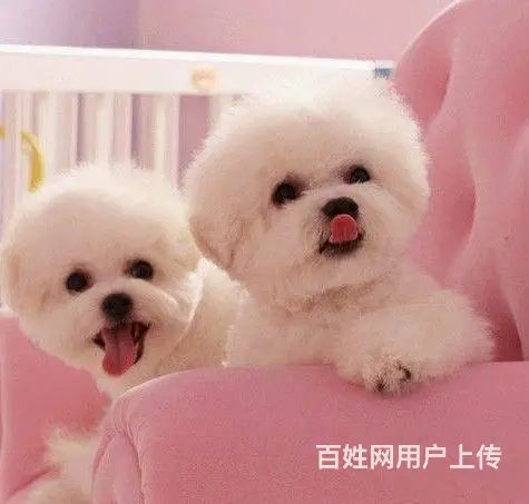 出售纯种比熊犬幼犬 棉花糖宝宝 北京法国比熊犬 - 图片 5
