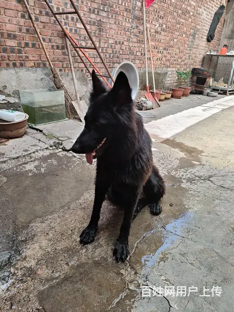 低价出售东德牧羊犬。 - 图片 1