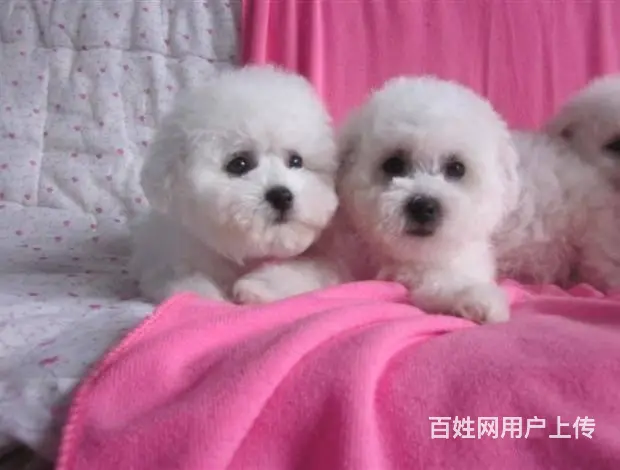 纯种比熊 白色比熊 法系比熊 出售超级可爱的小 - 图片 1