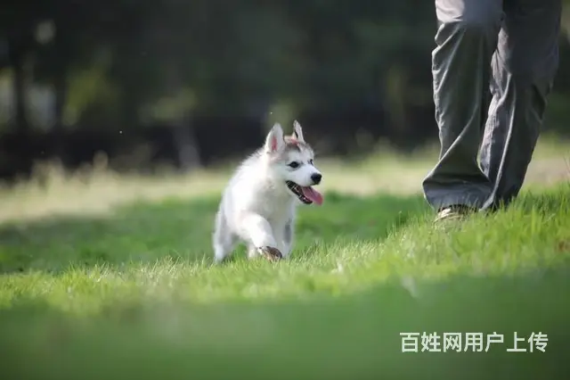 徐州哪里有表情帝哈士奇特价出售 保健康保品质 全国 - 图片 2