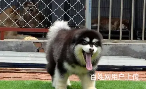 承德阿拉斯加怎么卖 阿拉斯加价格 保健康 - 图片 5