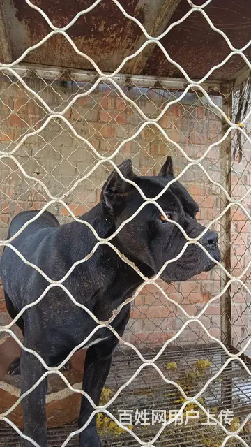 卡斯罗  护卫犬 - 图片 2