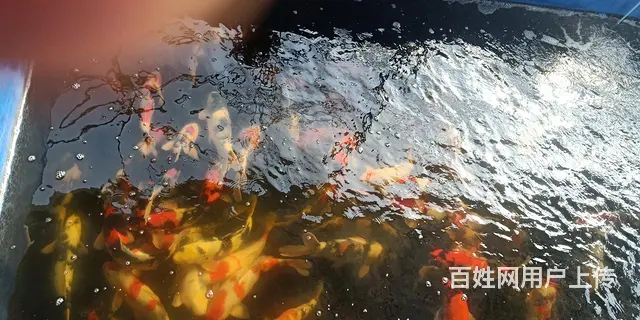 苏州大量出售锦鲤鱼单条15元起 - 图片 7