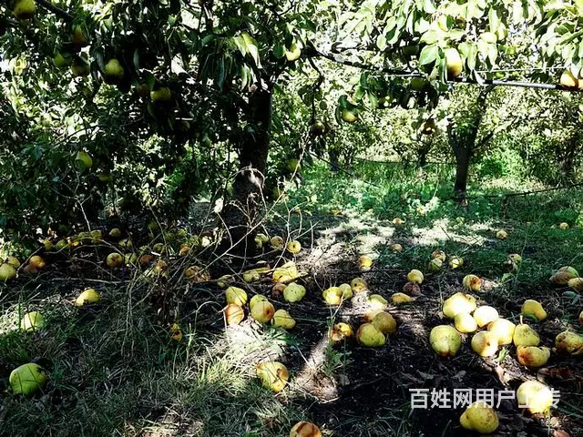 出国打工 月薪3万（保签）欧洲 澳大利亚厨师司机 - 图片 4
