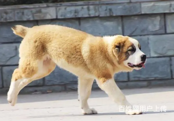 精品中亚牧羊犬体型完美 大骨架 保健康 疫苗齐全 - 图片 7