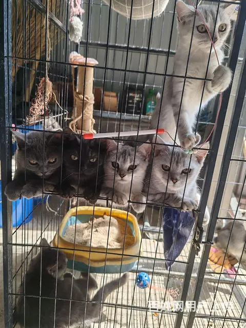 寻爱猫人士 - 图片 1