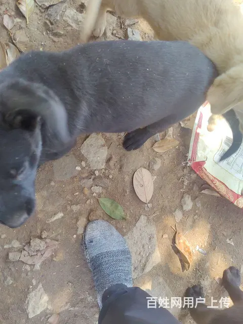 个人拉布拉多犬狗肉价 - 图片 10