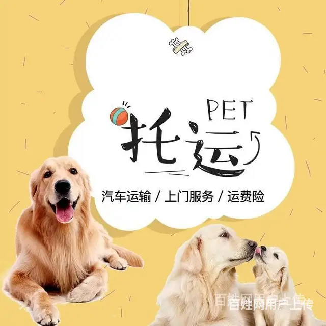 徐州睢宁托运宠物 （猫狗活体运输）快递至全国各地 - 图片 3