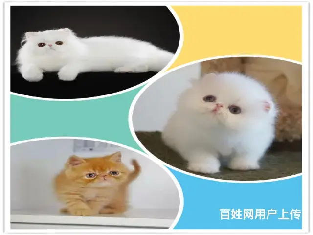 常州猫舍加菲猫多少钱一只哪里有本地买自家猫舍繁殖 - 图片 2