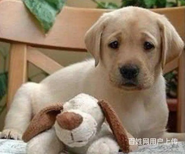 出售精品纯种拉布拉多 黑色黄色咖啡色拉多幼犬可挑选 - 图片 9