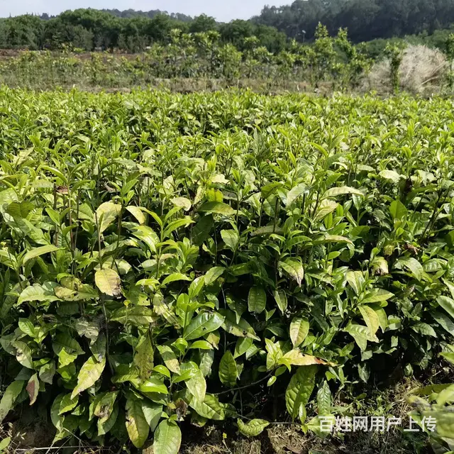 广西六堡茶叶苗，六堡茶树苗，六堡大叶茶苗服务 - 图片 2