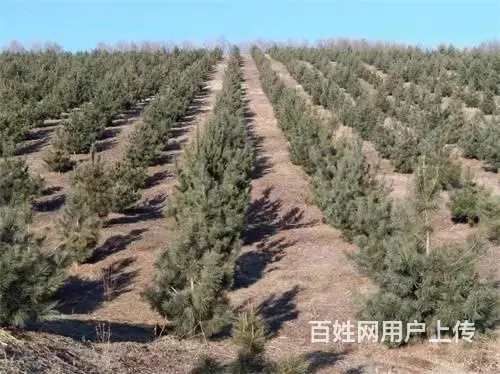 永吉县北大湖镇土地林地出售 - 图片 1