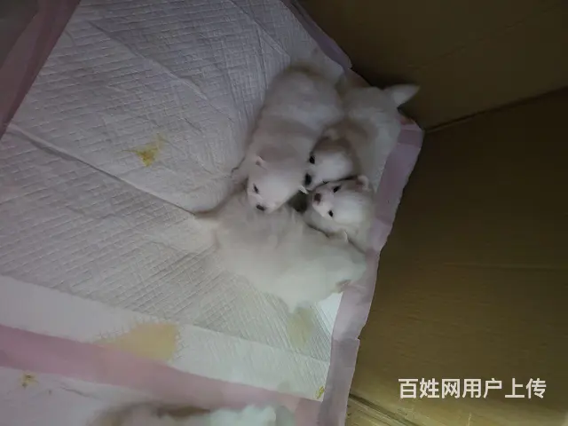 博美宝宝 - 图片 6