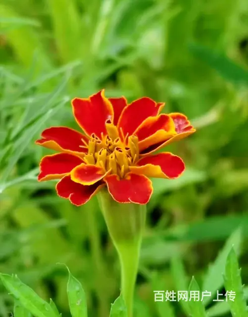 真诚征婚 - 图片