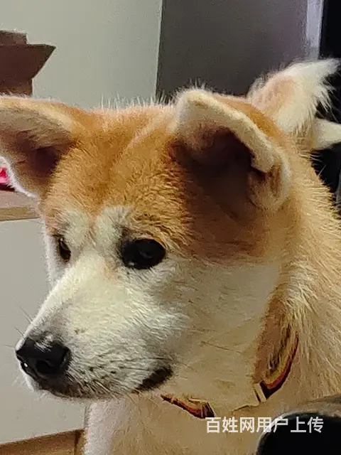 广州训犬宠物狗狗训练学校训犬师培训基地 - 图片