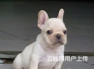 辽阳哪里可以看到纯种法斗犬  宠物狗一般多少钱 - 图片 11