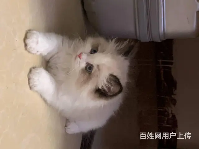 【搞定了！】家里大猫生了一窝小布偶，养不了了，找新主人 - 图片 4