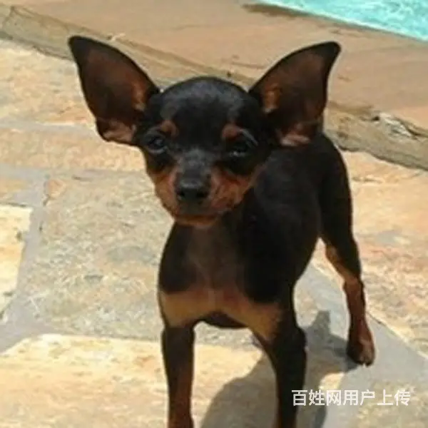 六安哪里什么地方有卖小鹿犬 小鹿犬高品质幼犬 - 图片 12