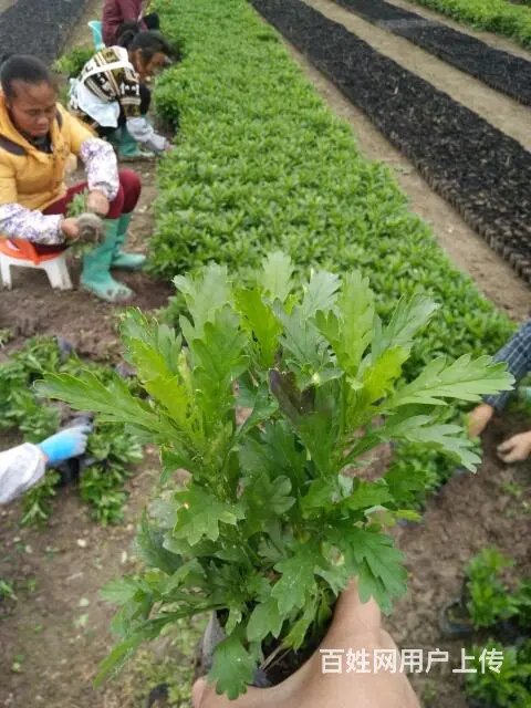 木春菊50万现货，自家基地直销 - 图片 2