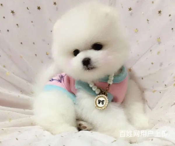 纯种哈多利球体博美 可视频 送货 健康可签署协议 - 图片 2