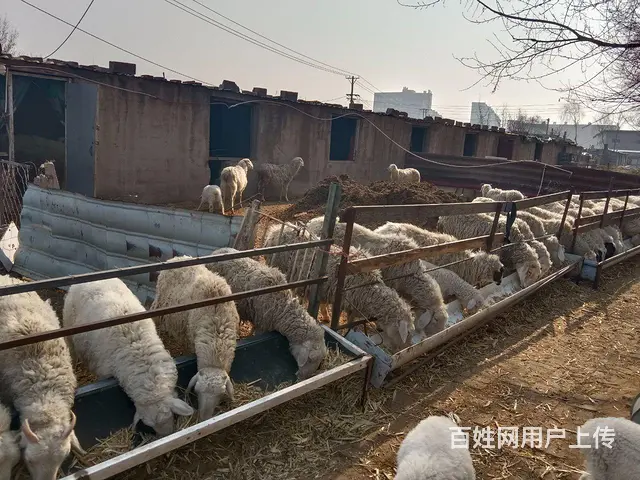 出售繁殖母羊 - 图片 5