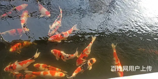 苏州大量出售锦鲤鱼单条15元起 - 图片 8