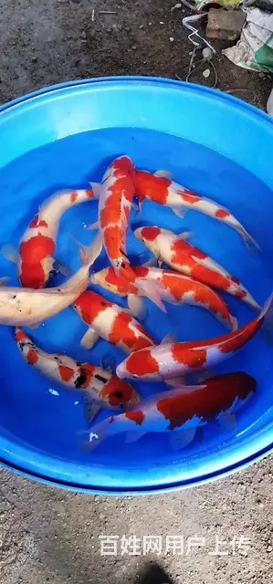 苏州锦鲤养殖场直销各类锦鲤鱼 - 图片 12